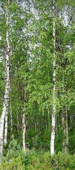 Betula pendula