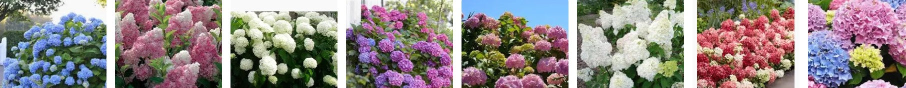 Hydrangea in varieties 7.5LT