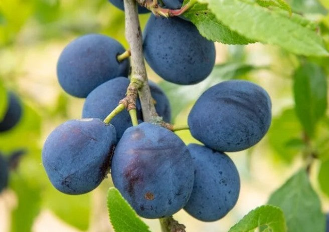 Prunus domestica 'Damson'
