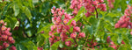 Aesculus carnea 'Briotii'