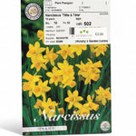 Narcissus ‘Tête à Tête’ – 10 Bulbs