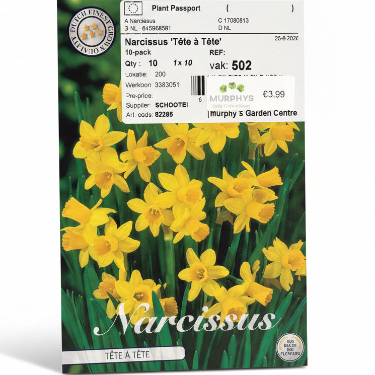 Narcissus ‘Tête à Tête’ – 10 Bulbs