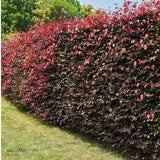 Fagus sylvatica 'Atropurpurea'