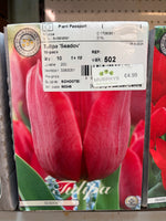 Tulip "Seadov" bulbs – 10 Bulbs