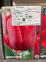 Tulip "Seadov" bulbs – 10 Bulbs