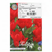 Tulipa tubergiana ‘Zwanenburg’ – 10 Bulbs