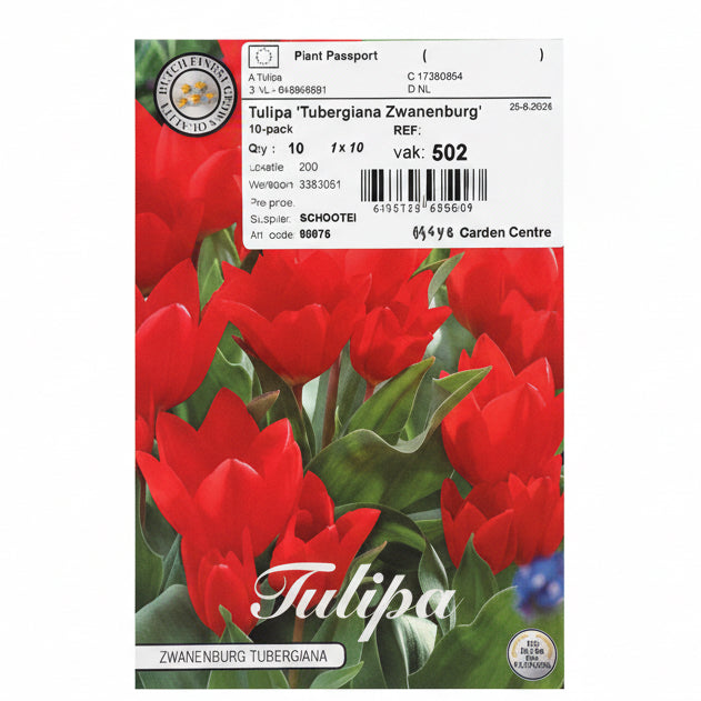 Tulipa tubergiana ‘Zwanenburg’ – 10 Bulbs