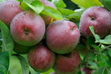 Malus domestica 'Sunbursts'