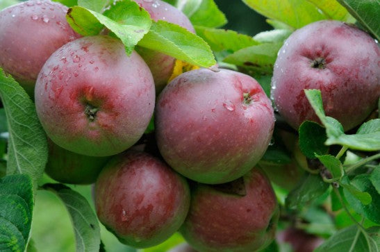 Malus domestica 'Sunbursts'