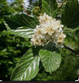 Sorbus aria 'Majestica' 20L
