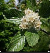 Sorbus aria 'Majestica' 20L