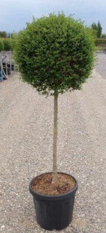 Ligustrum jonandrum 90cm