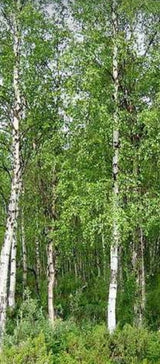 Betula pendula