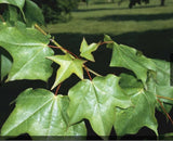 Acer capp. rubrum