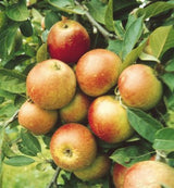 Malus domestica 'Laxton Superb'