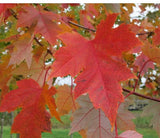 Acer rubrum 'Autumn Flame'