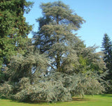 Cedrus libani 'Glauca'