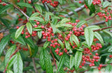 Cotoneaster salicifolius 'Floccosus'