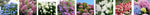 Hydrangea in varieties 7.5LT