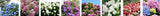 Hydrangea in varieties 7.5LT