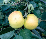 Malus domestica 'James Grieve'