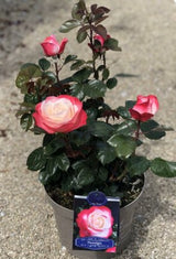Rosa in varieties - Jumbo Bush