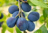 Prunus domestica 'Damson'