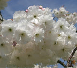 Prunus 'Oku-miyako'
