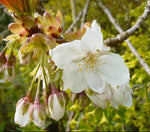 Prunus serrulata 'Taihaku'