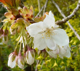 Prunus serrulata 'Taihaku'
