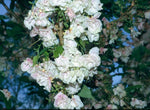 Prunus serrulata 'Ukon'