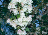 Prunus serrulata 'Ukon'