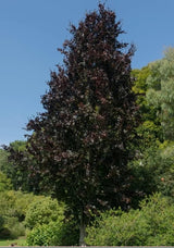 Fagus sylvatica Atropurpurea Group