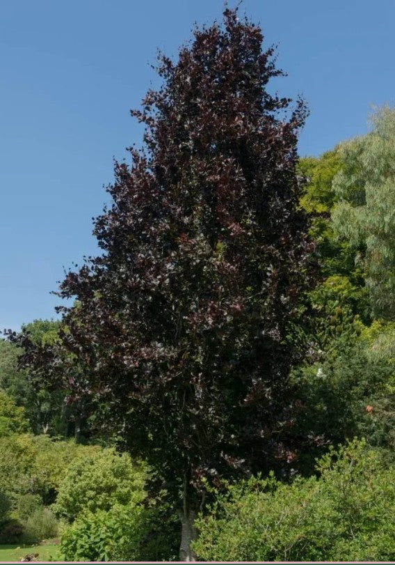 Fagus sylvatica Atropurpurea Group