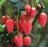 Crinodendron hookerianum / Chile Lantern Tree