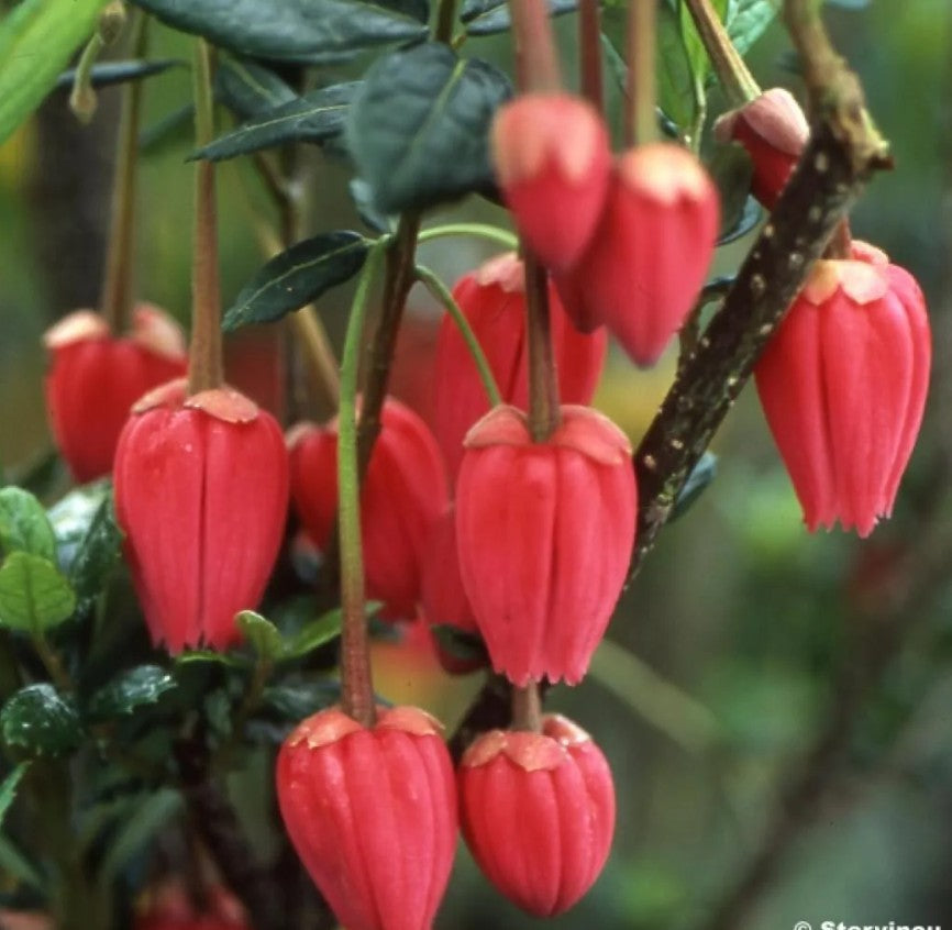 Crinodendron hookerianum / Chile Lantern Tree