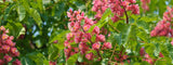 Aesculus carnea 'Briotii'