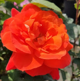 Super Trouper Rose