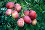 Plum / Prunus domestica 'Victoria'
