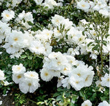 Flower Carpet White Rose - Noaschnee